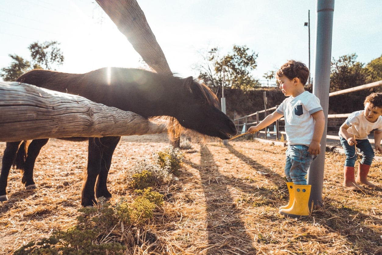 Enfants jouant avec un poney dans une ferme