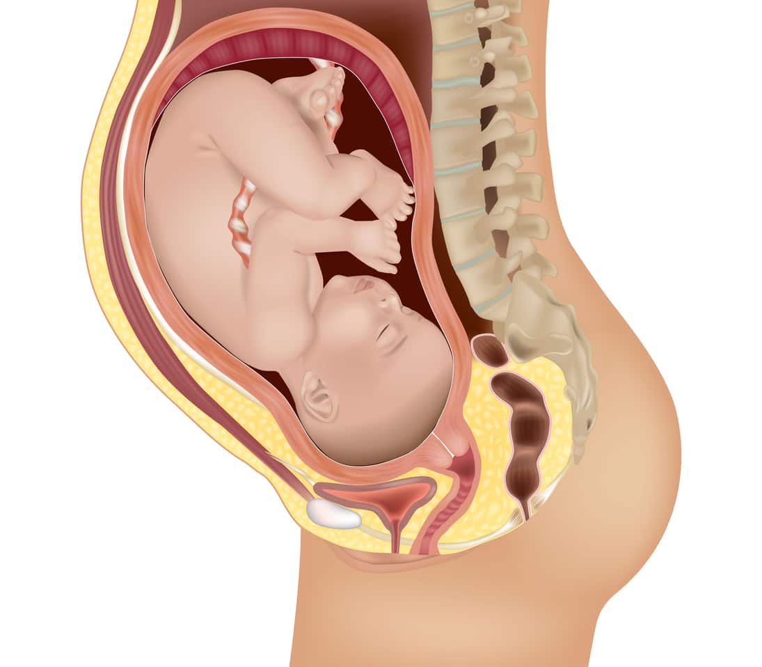 Illustration médicale d'un bébé in utero durant la grossesse