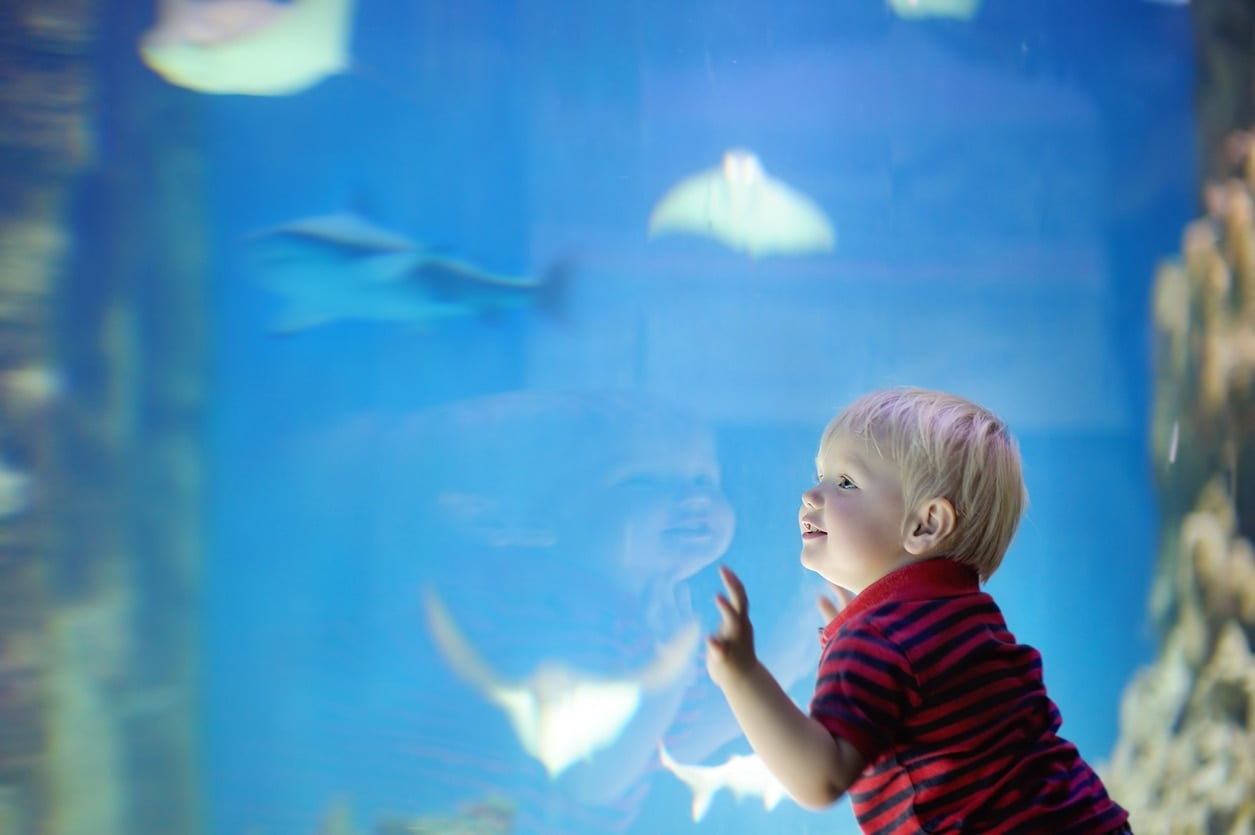 Petit garçon regardant des poissons dans un aquarium