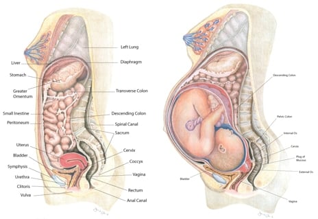 Organes de la femme enceinte avant et pendant la grossesse