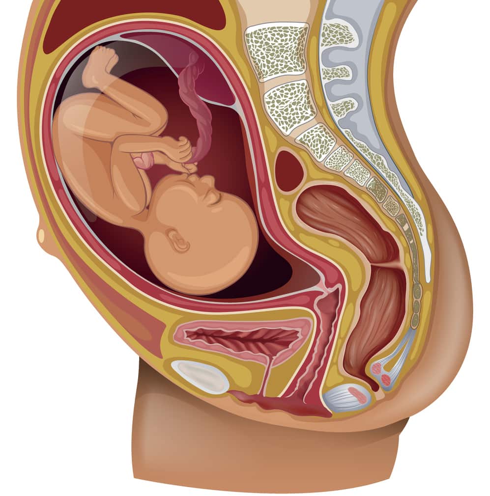 Schéma illustrant le positionnement du bébé dans le ventre de la mère