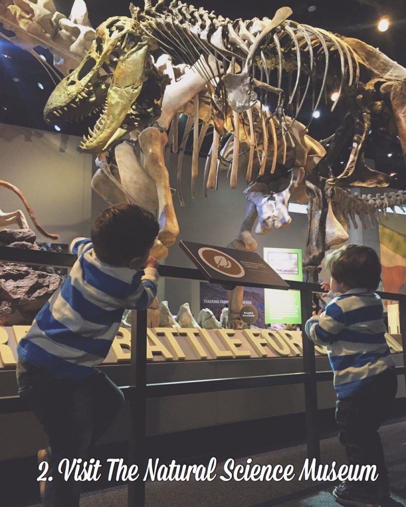 Enfant au musée d'histoire naturelle