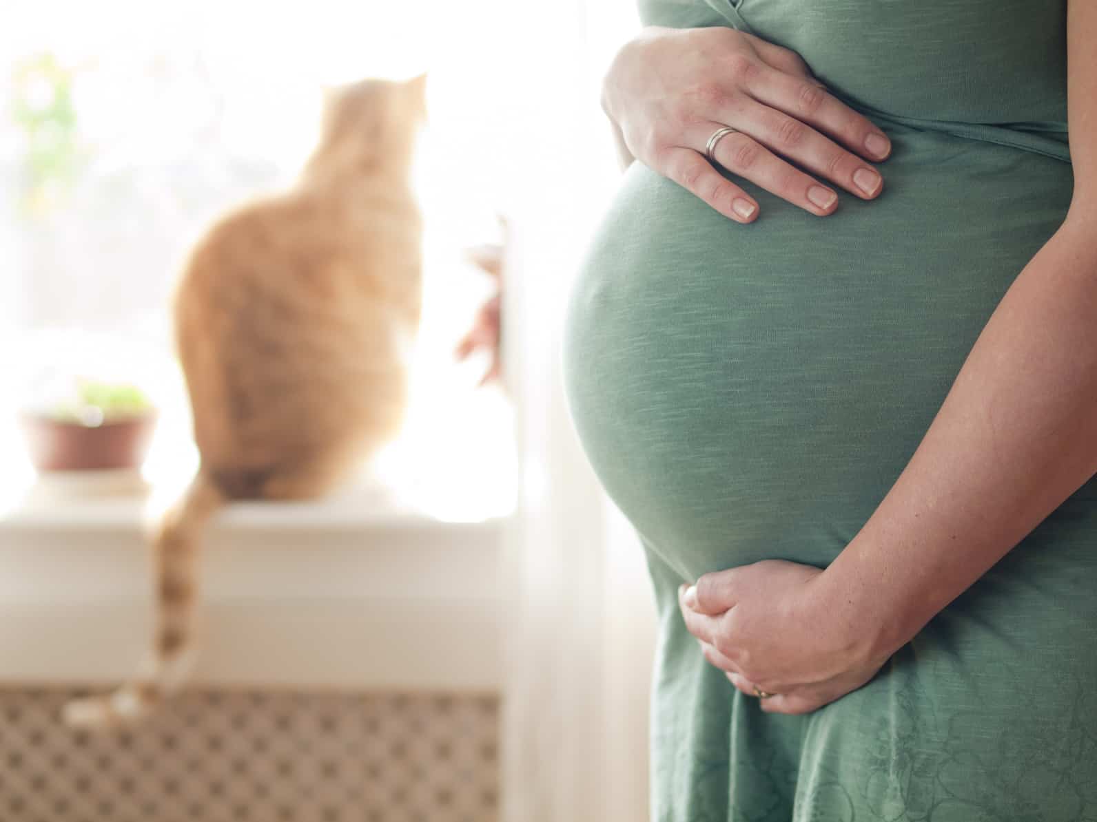 Cats and Pregnancy: What are the risks? – Dermoscent®