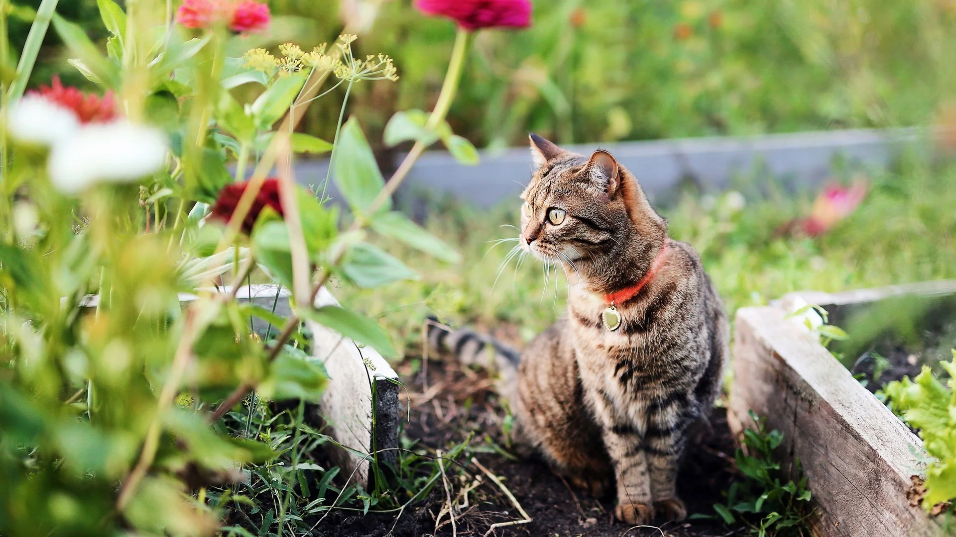 Chat dans un jardin, source potentielle de Toxoplasma gondii et toxoplasmose grossesse.
