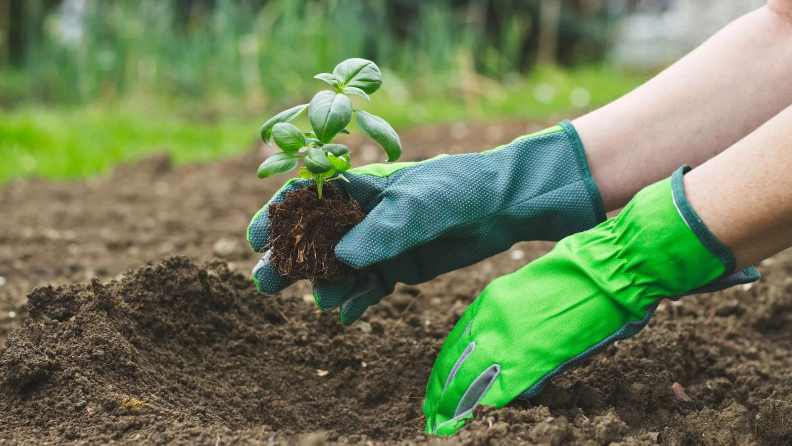 Gants de protection pour jardiner sans risque de toxoplasmose grossesse.