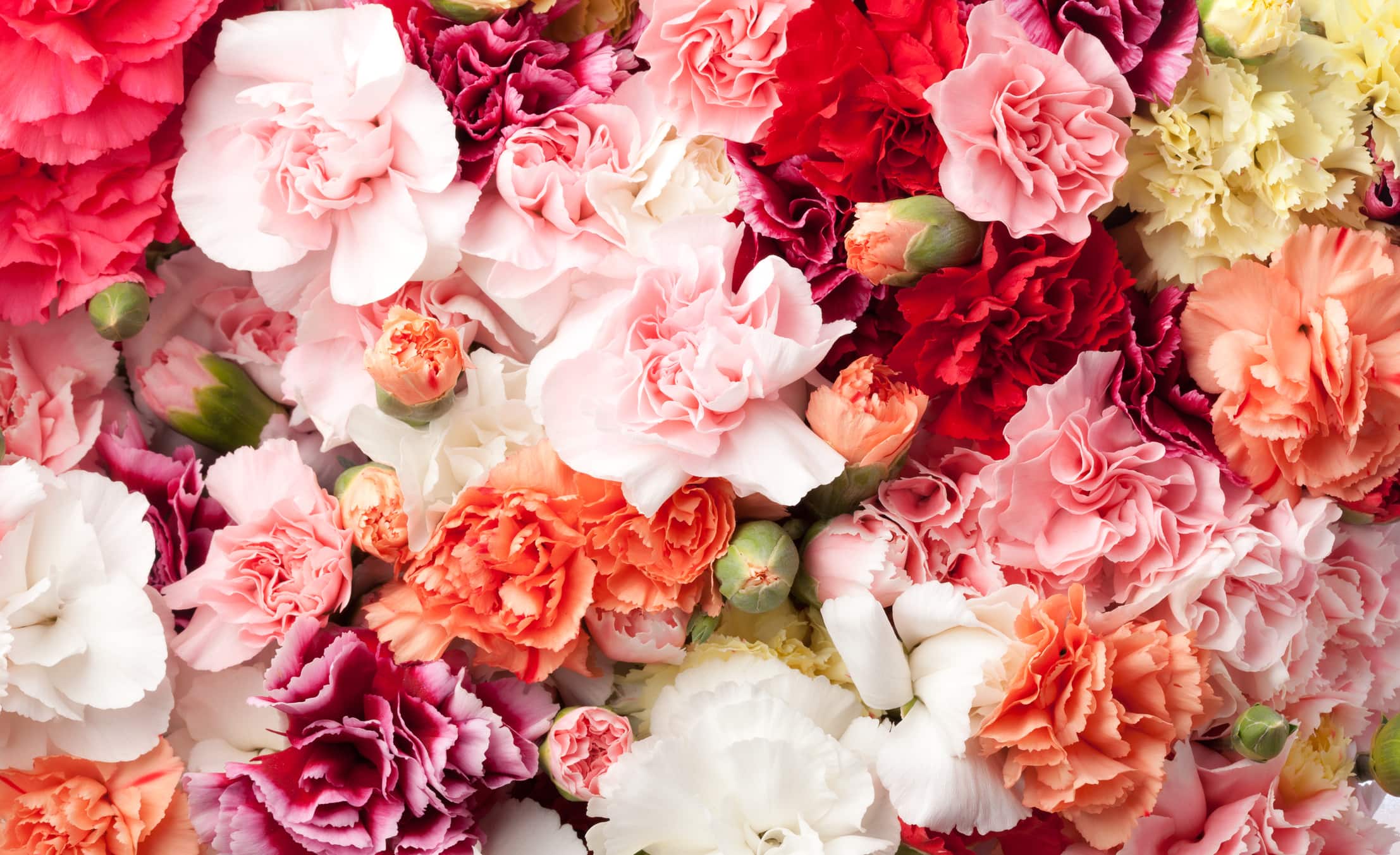 Bouquet d'œillets colorés